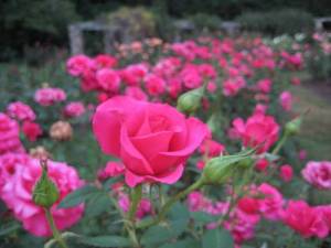 location_raleigh_little_theatre_rose_garden