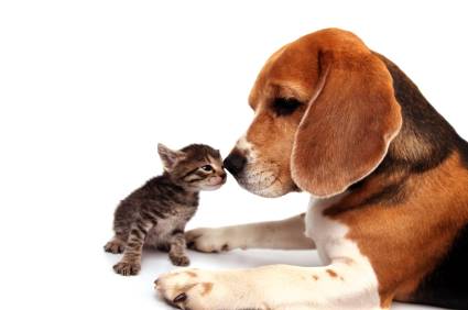 pet_friendship_dog_and_cat